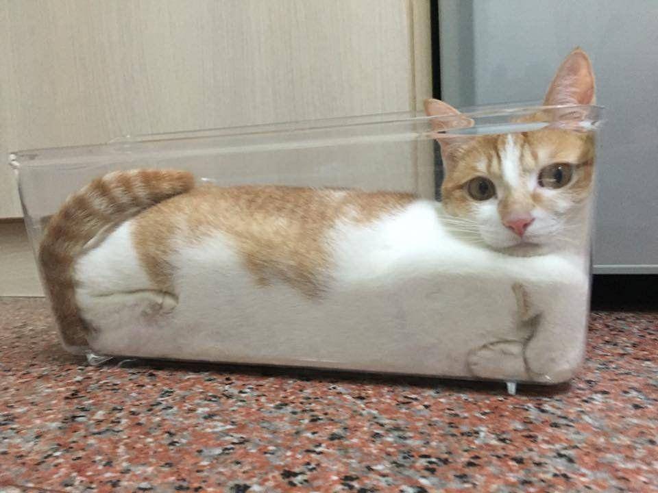 Kucing dalam wadah kaca (via reddit.com/user/lbacala)