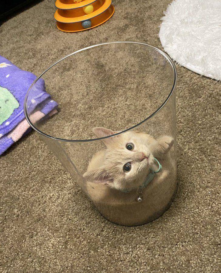 Kucing dalam wadah kaca (via reddit.com/user/roughadvice282)
