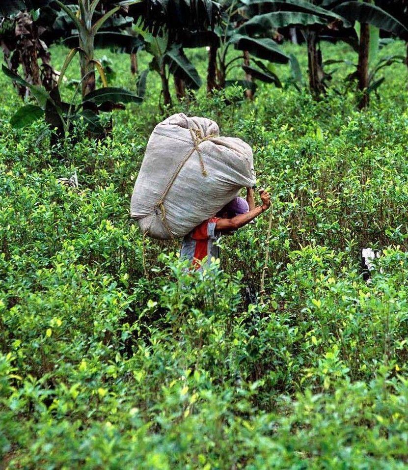 potret petani coca di sebuah ladang di Kolombia oleh Carlos Villalon (instagram.com/villalonsantamaria)
