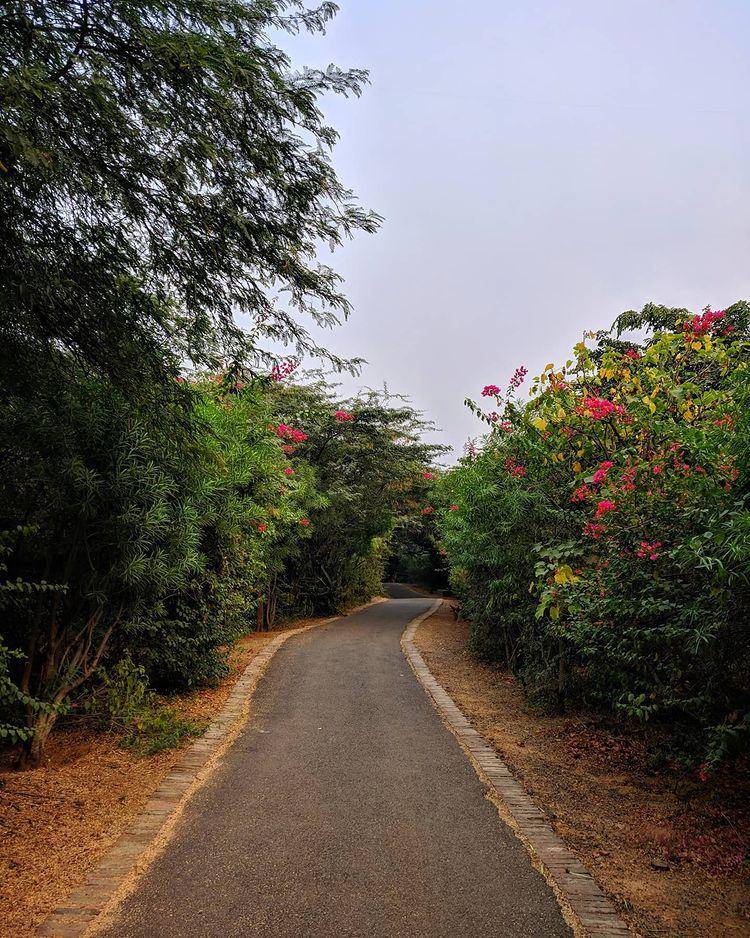 potret Jahanpanah City Forest (instagram.com/kai_chongloi)