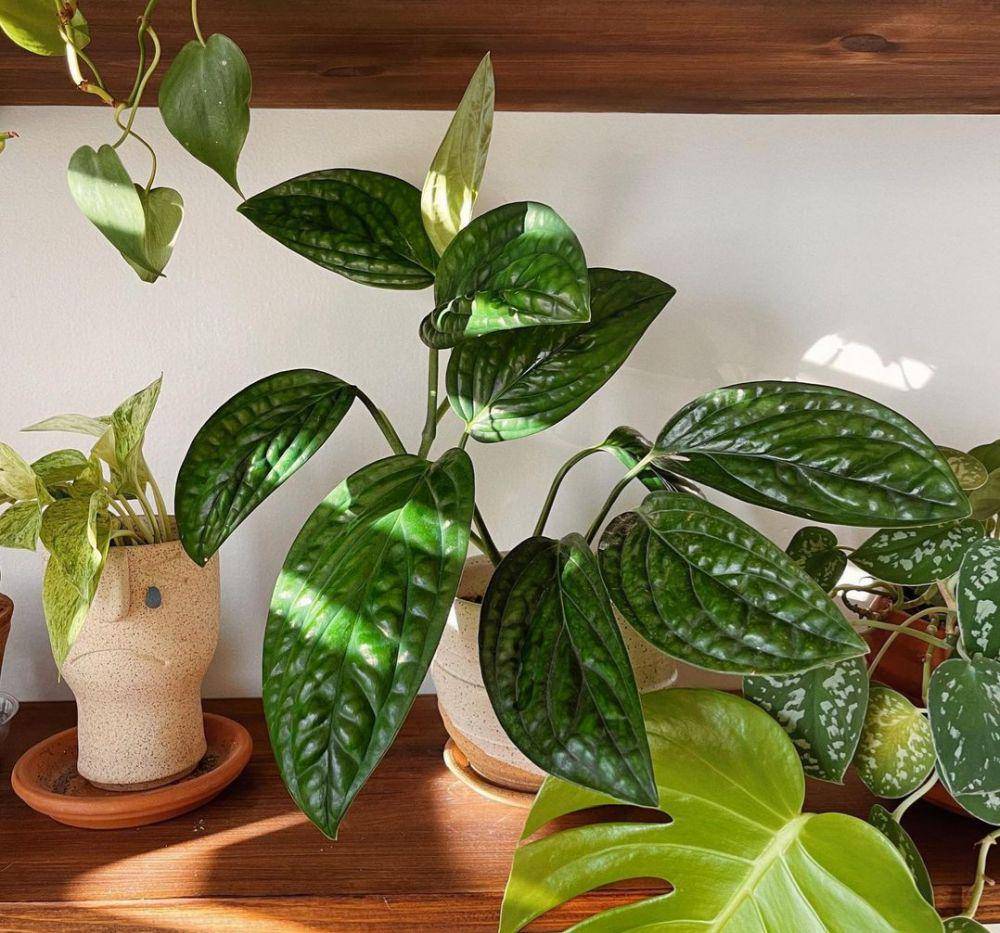 ilustrasi monstera peru (instagram.com/plantedathome)