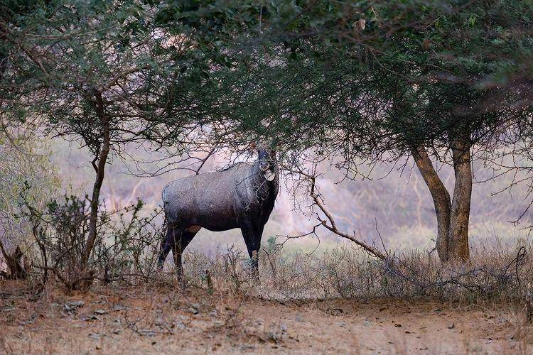 potret Aravali Biodiversity Park (instagram.com/vijdhasmana)