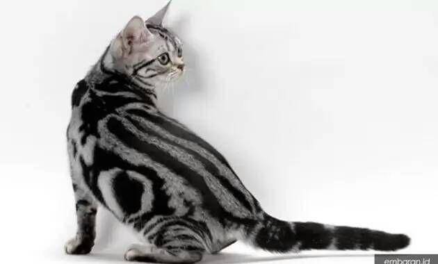 american shorthair (pixabay.com/karikdickinson / 9 gambar)
