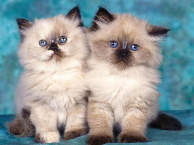 kittens himalaya (richamiskiyya.com)