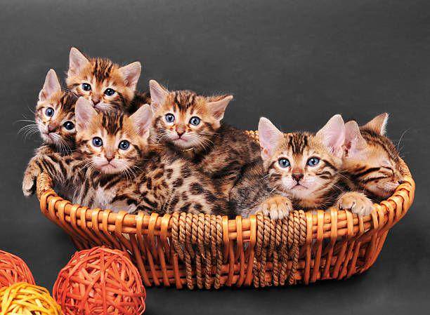 kittens bengal (istockphoto.com/Alexandra Draghici)