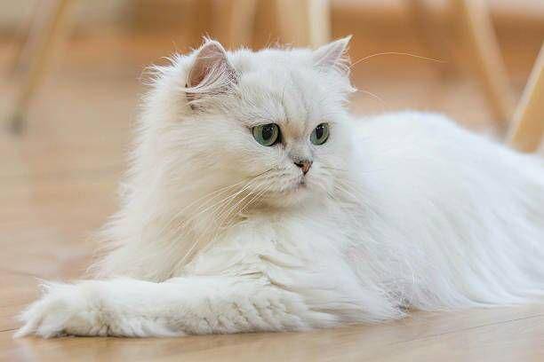 persia putih (istockphoto.com/rukawajung)