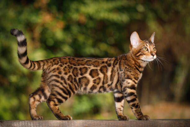 kucing bengal (istockphoto.com/seregraff)
