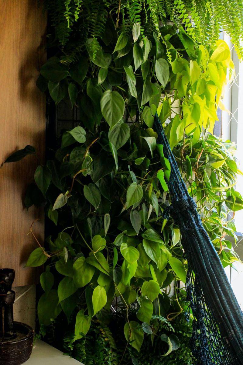 ilustrasi heartleaf philodendron (unsplash.com/@joaomedina)