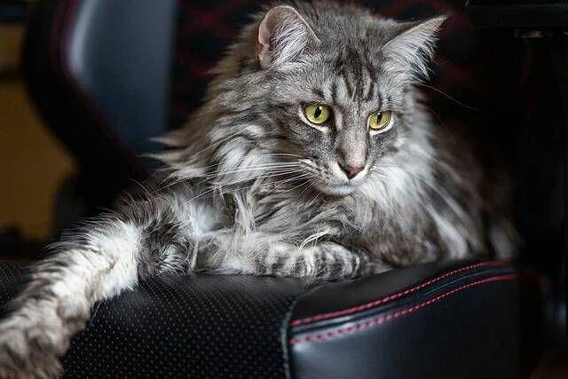maine coon (pixabay.com/VBlock / 67 gambar)