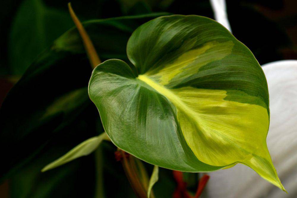 ilustrasi philodendron brazil (pixabay.com/ignartonosbg-21428489)