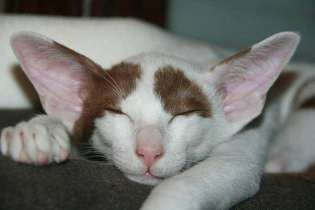 oriental shorthair (pixabay.com/TaniaVdB / 368 gambar)