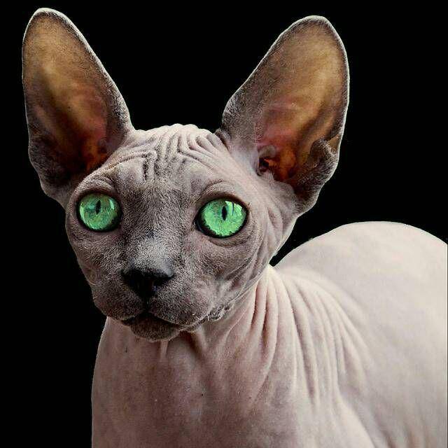 sphynx (pixabay.com/Alexas_Foto / 21841)