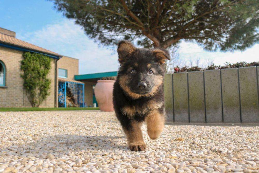 ilustrasi anak anjing herder (unsplash/Wannes De Mol)