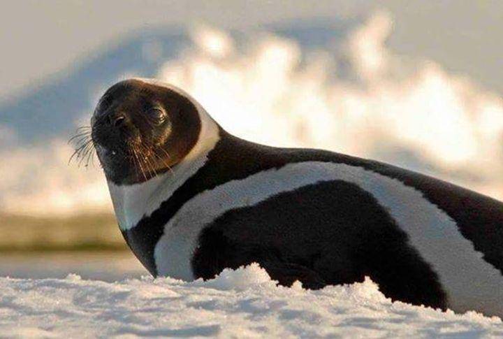 ribbon seal (roaring.earth)