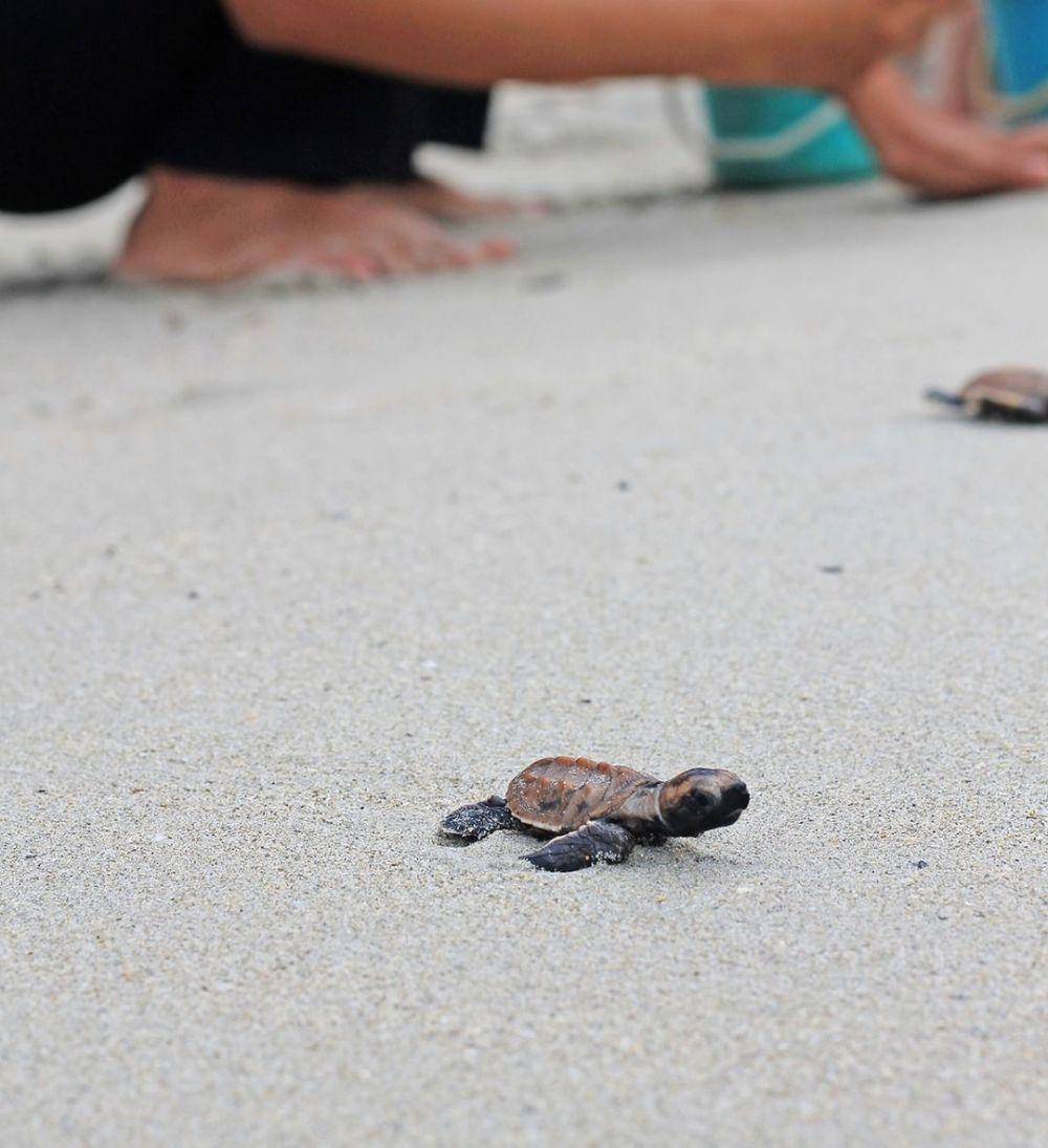 Melepas penyu ke laut di Pantai Trikora. (instagram.com/ nirwanabintan)
