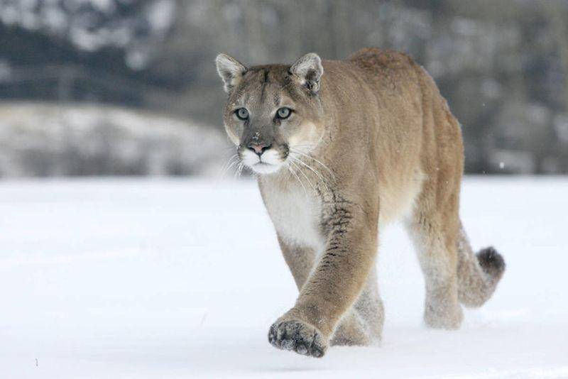 Cougar (nelsonstar.com)