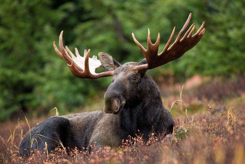 Moose (smithsonianmag.com)