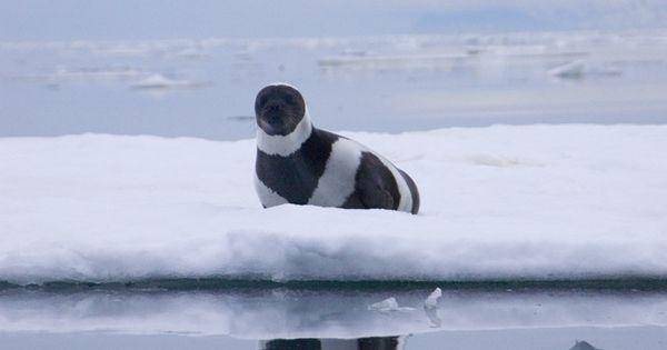 Ribbon seal (fisheries.noaa.gov)