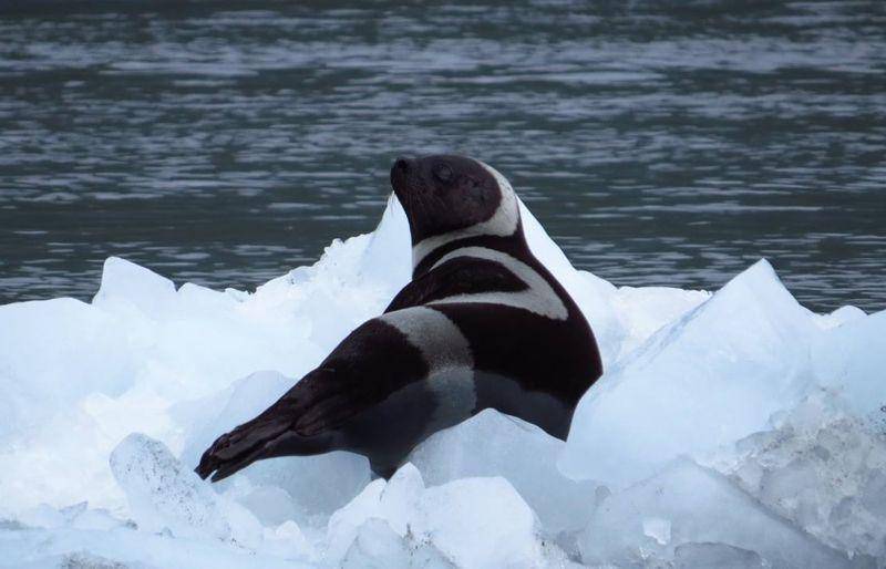 ribbon seal (ktoo.org)