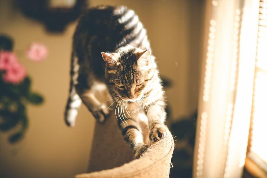 Kenapa Kucing Suka Menggaruk Sofa? Berikut Alasannya
