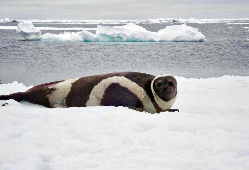 Ribbon seal (scitechdaily.com)