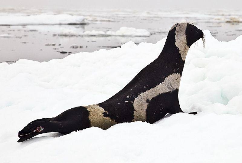 Ribbon seal (wikipedia.org)