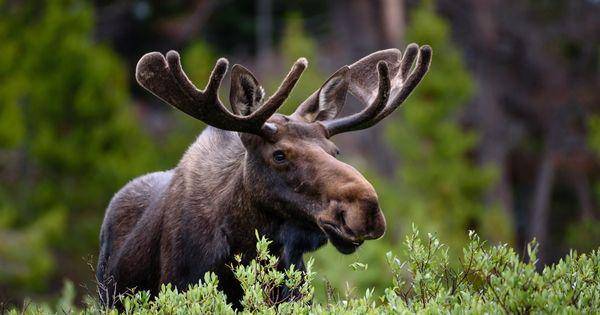 Moose (advnture.com)