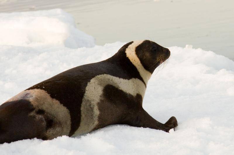 Ribbon seal (wildlifenorthamerica.com)