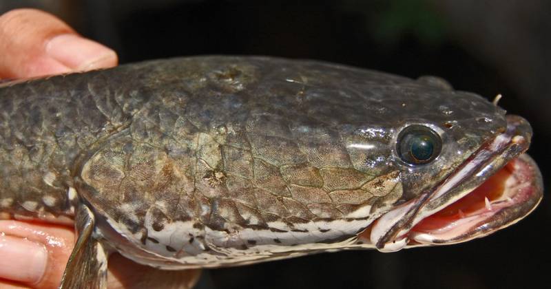 ilustrasi ikan gabus (commons.wikimedia.org/Wie146)