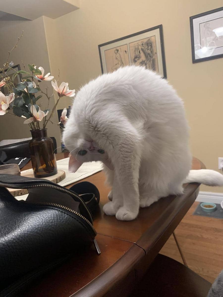 potret kucing dengan pose aneh (reddit.com/user/mycatsagirl)