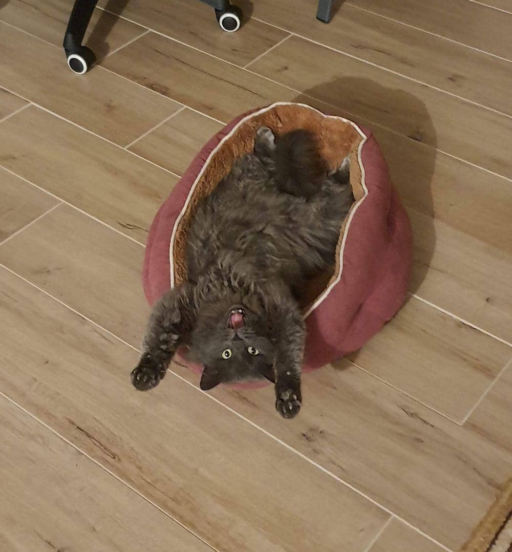 potret kucing dengan pose aneh (reddit.com/user/Ana_Maria_C)