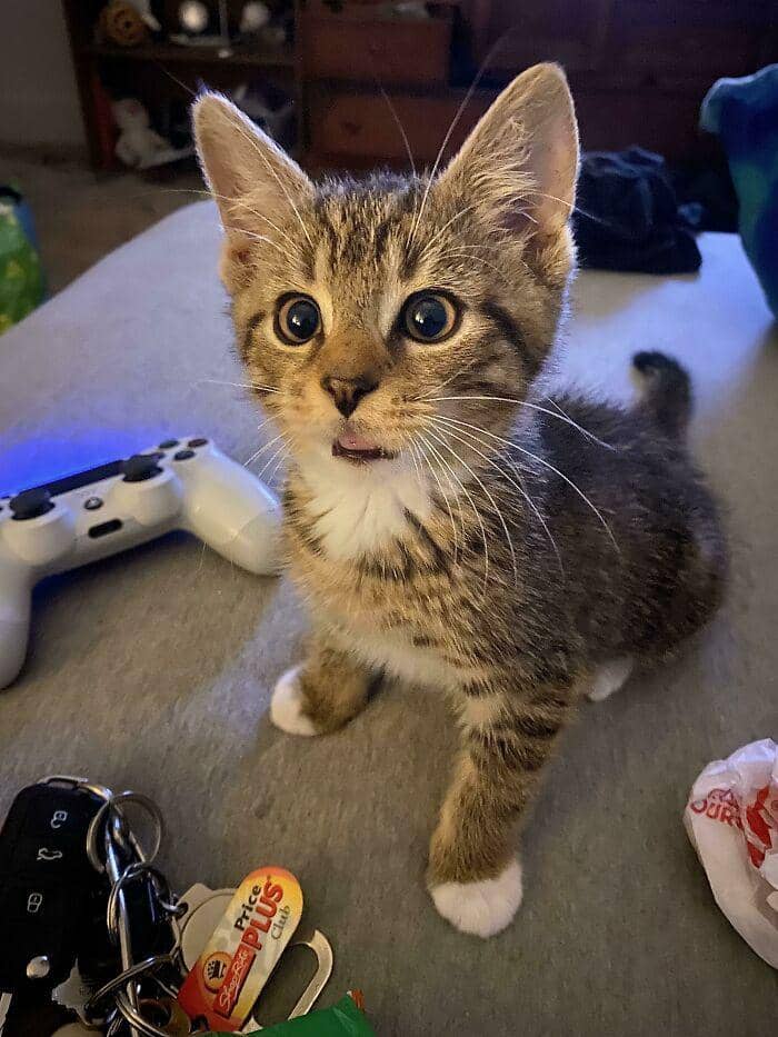 potret kucing dengan pose aneh (reddit.com/user/knives_in_my_eyes)