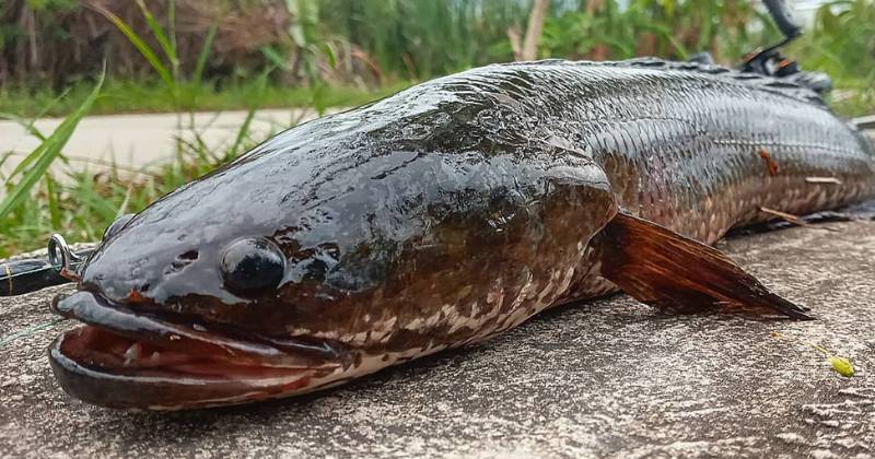 ilustrasi ikan gabus (instagram.com/noleader_fishing)