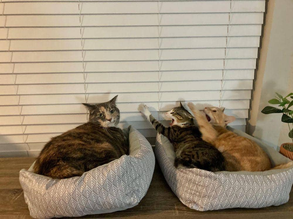 potret kucing dengan pose aneh (reddit.com/user/rosecxty)