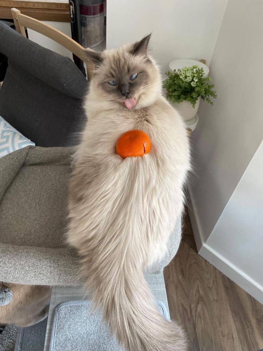 potret kucing dengan pose aneh (reddit.com/user/AceOfBull)