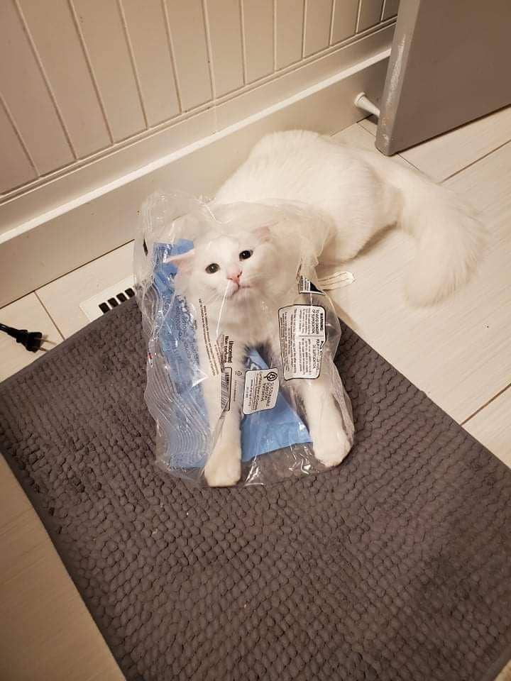 potret kucing dengan pose aneh (reddit.com/user/LadyJane17)