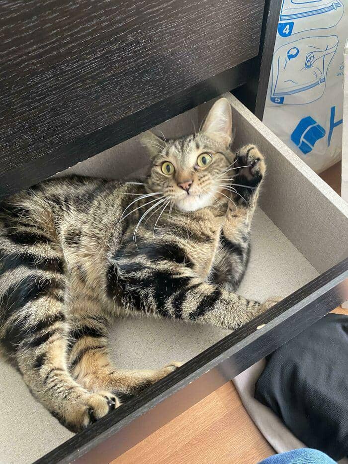potret kucing dengan pose aneh (reddit.com/user/sydgc)