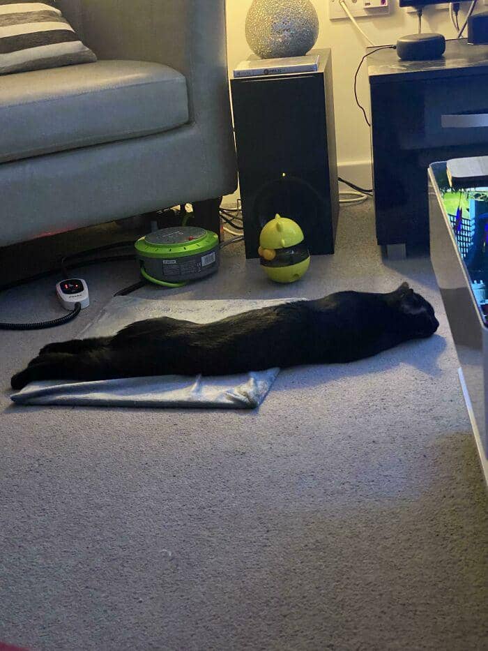 potret kucing dengan pose aneh (reddit.com/user/UltraDragonGod)