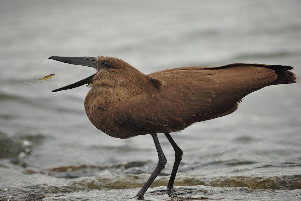 ilustrasi hamerkop memakan ikan (commons.wikimedia.org/Natnael Tadele)