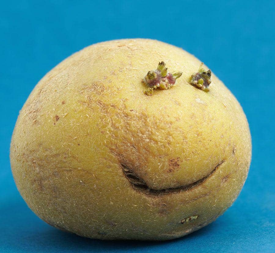 Ilustrasi buah. (unsplash.com/Łukasz Rawa)