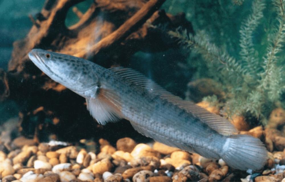 5 Fakta Ikan Gabus, Predator Air Tawar yang Bernilai Ekonomis Tinggi