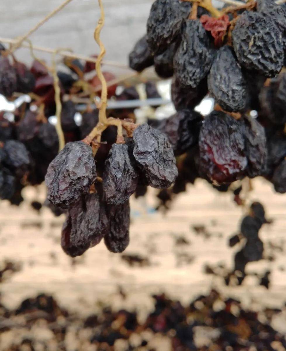 anggur kering (instagram.com/gauraifarms)