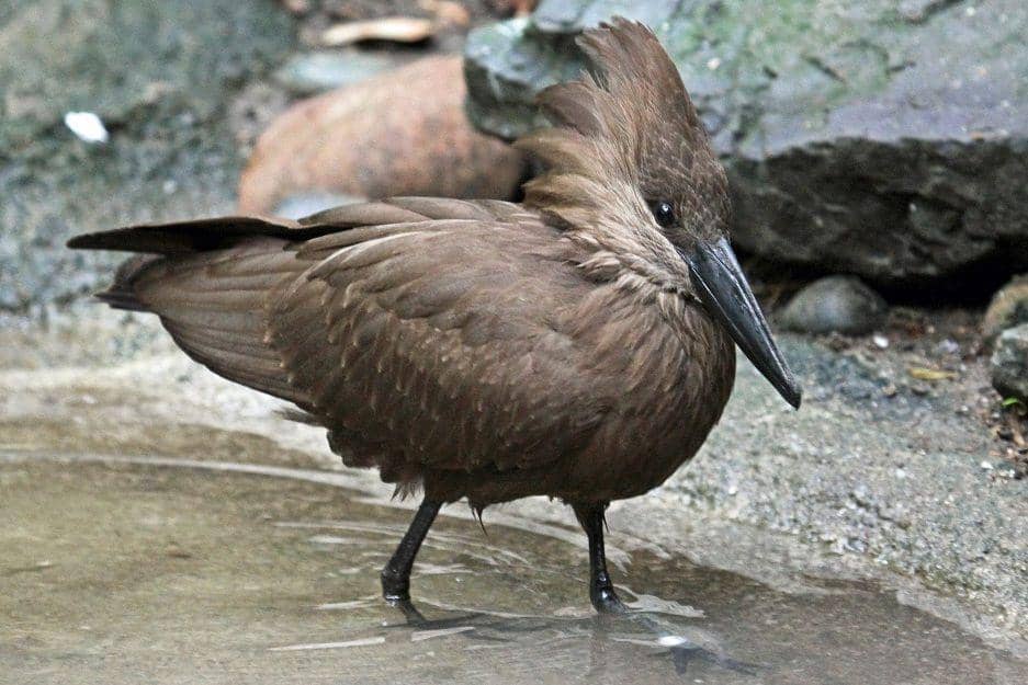 ilustrasi hamerkop dan jambul uniknya (commons.wikimedia.org/DickDaniels)