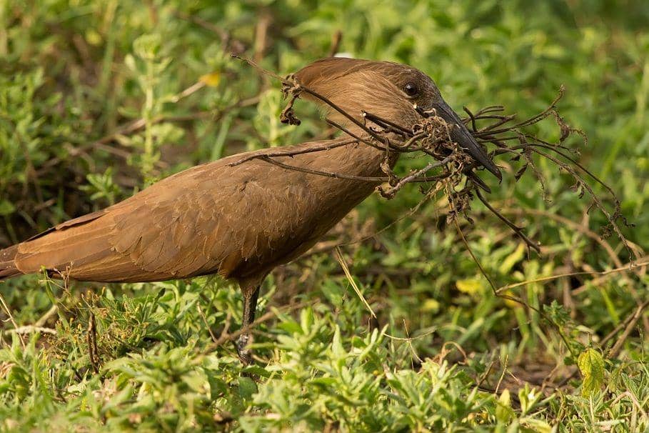ilustrasi hamerkop membangun sarang (commons.wikimedia.org/Sumeet Moghe)