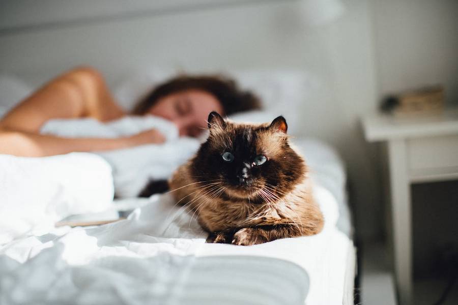 ilustrasi kucing dan pemiliknya (Unsplash.com/Adam Kuylenstierna)