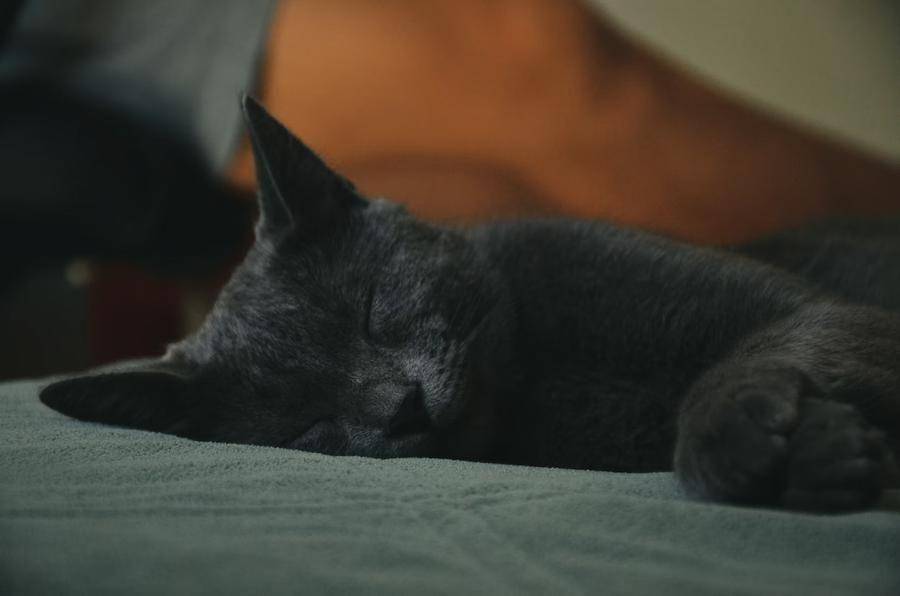 ilustrasi kucing di kaki pemiliknya (Unsplash.com/Krismas)