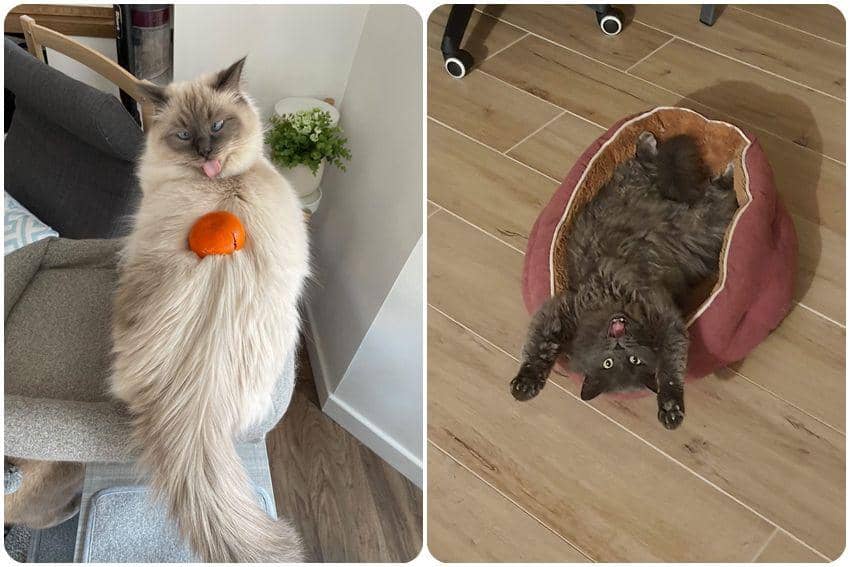 10 Potret Pose Aneh Kucing Ketika Difoto, Banyak Gaya!