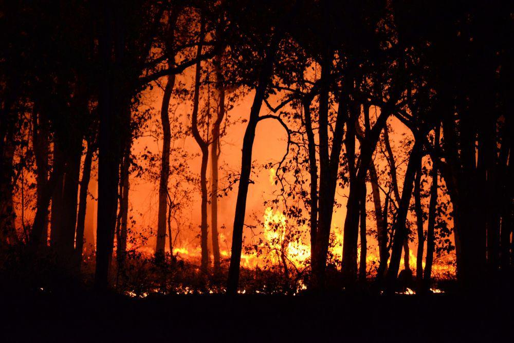 Kebakaran Hutan Korsel Hanguskan Hampir 15 Ribu Hektar Lahan