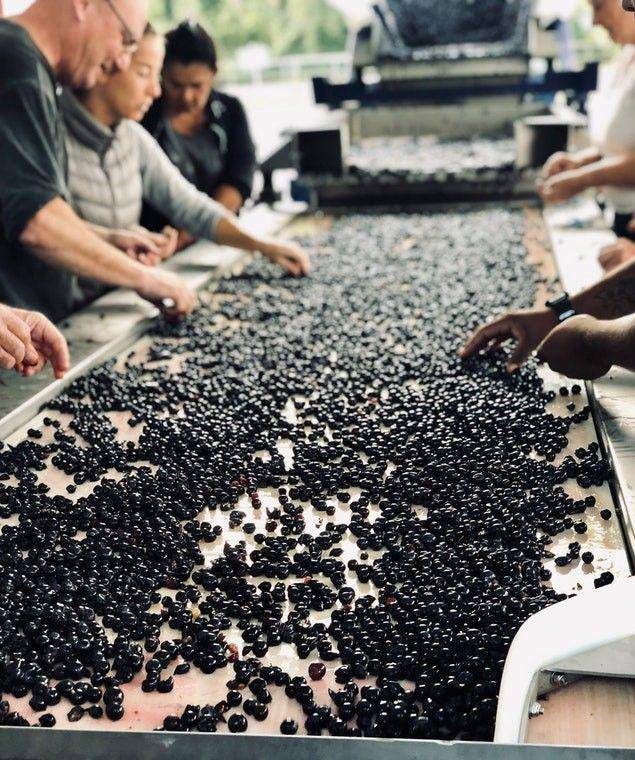 buah anggur yang akan diproses (Pexels/ Edouard Chassaigne)