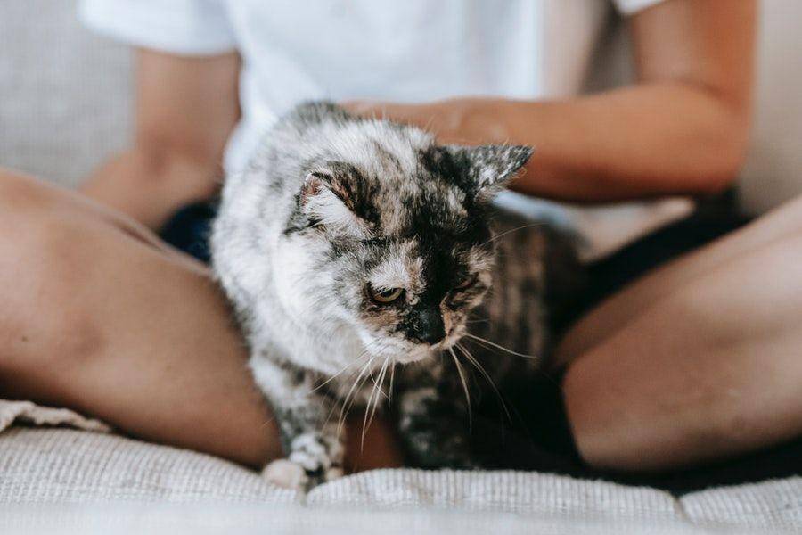 ilustrasi kucing di kaki pemiliknya (pexels.com/sam lion)